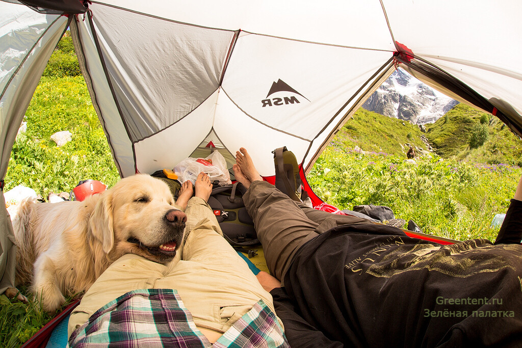 Собака в палатке