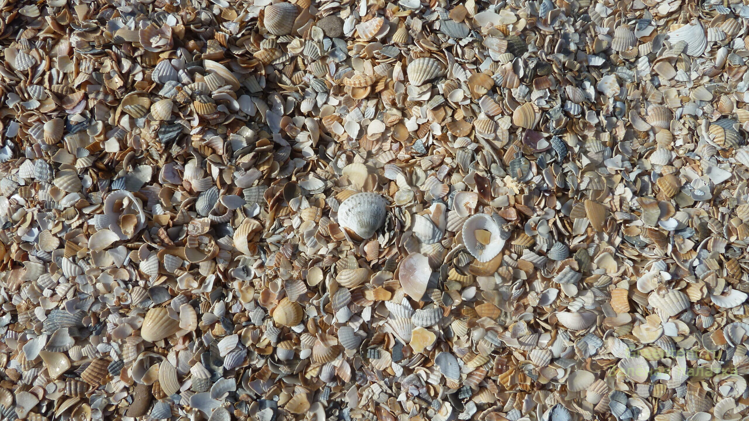 море азовское ракушка пляж отдых отпуск
