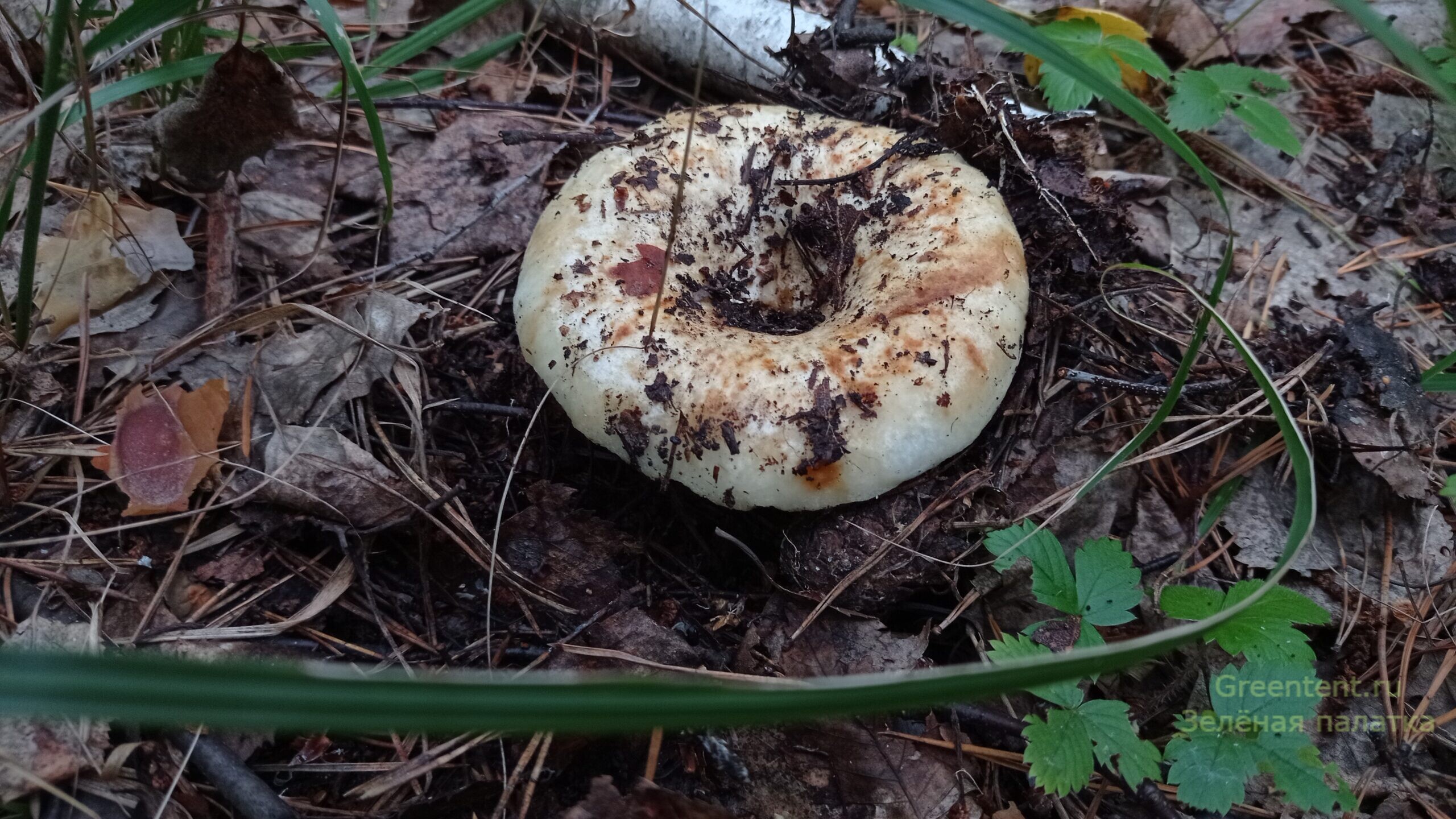 собирать грибы тихая охота лес природа отдых груздь