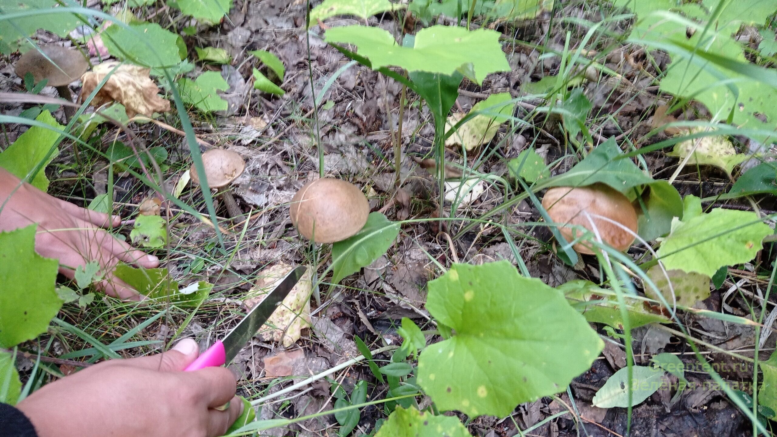 собирать грибы тихая охота лес природа отдых много грибов грибные места