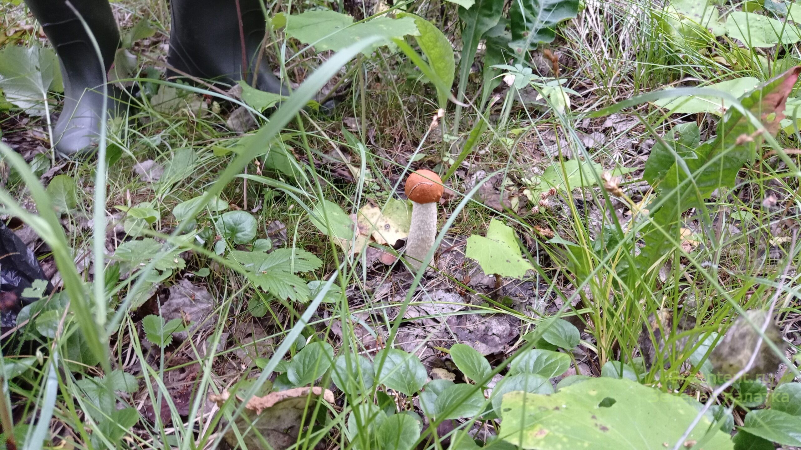 красноголовик грибы тихая охота лес природа отдых