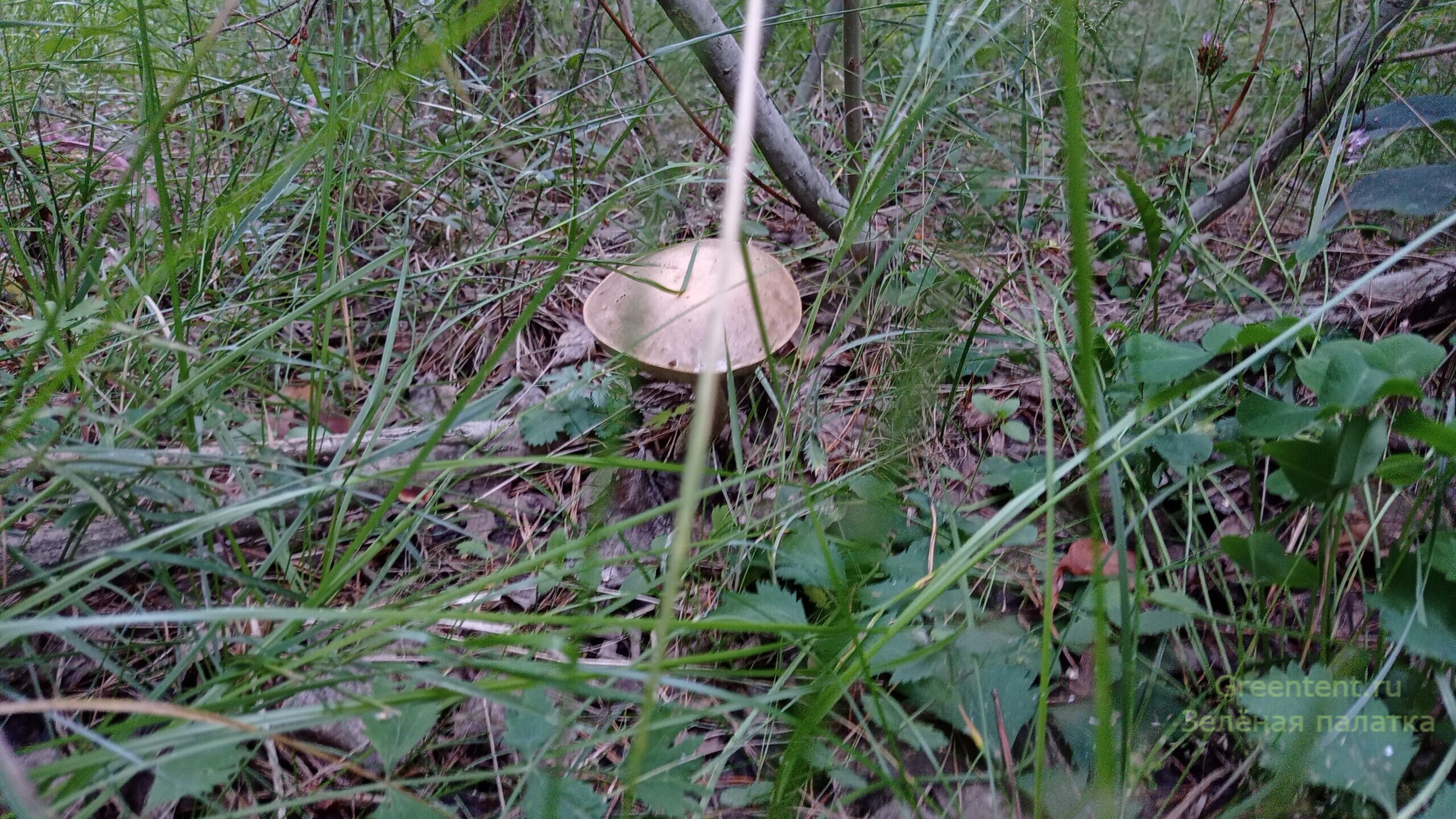 грибы собирать тихая охота грибные места лес природа отдых