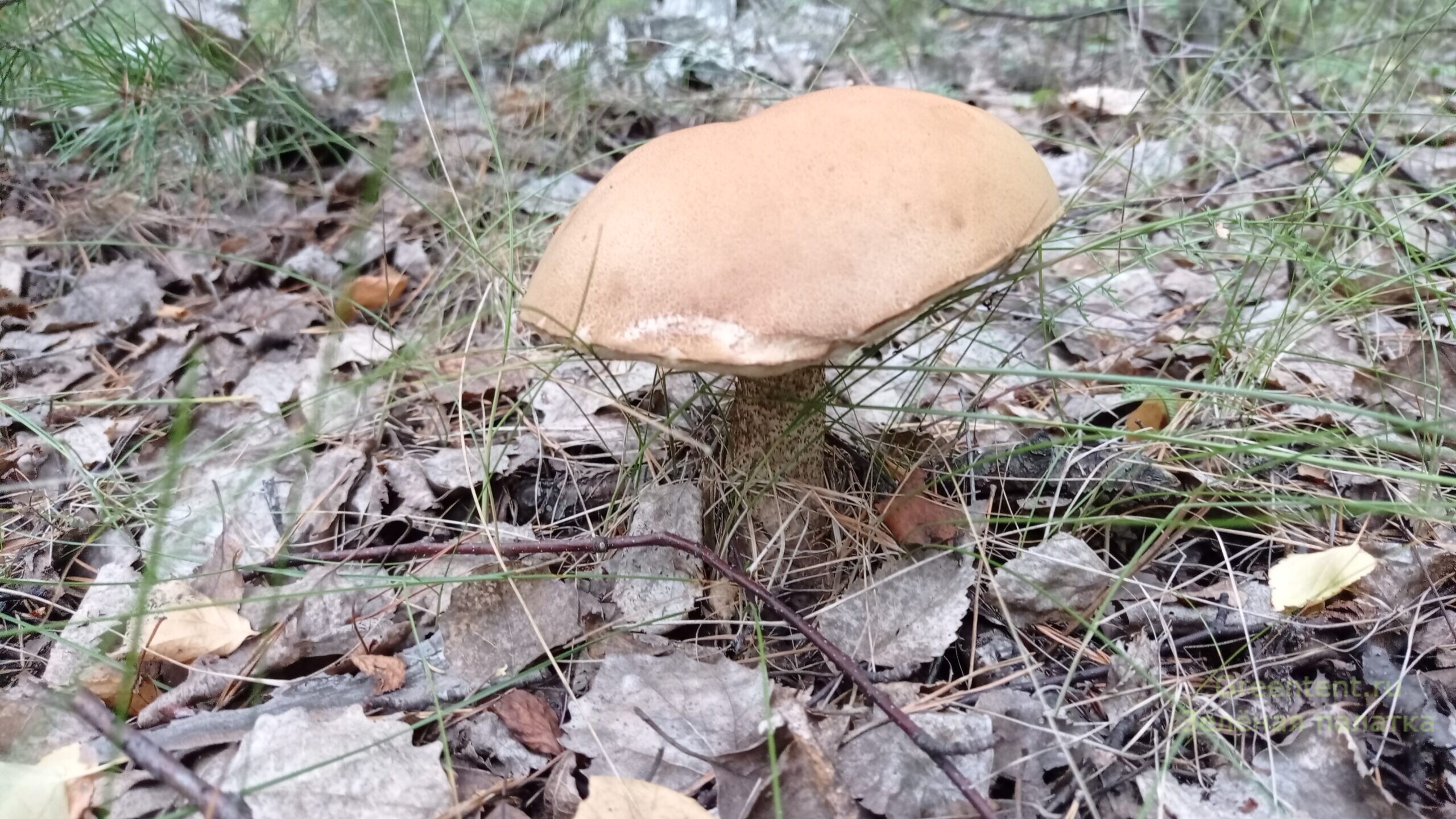собирать грибы тихая охота грибные места лес природа отдых красноголовик