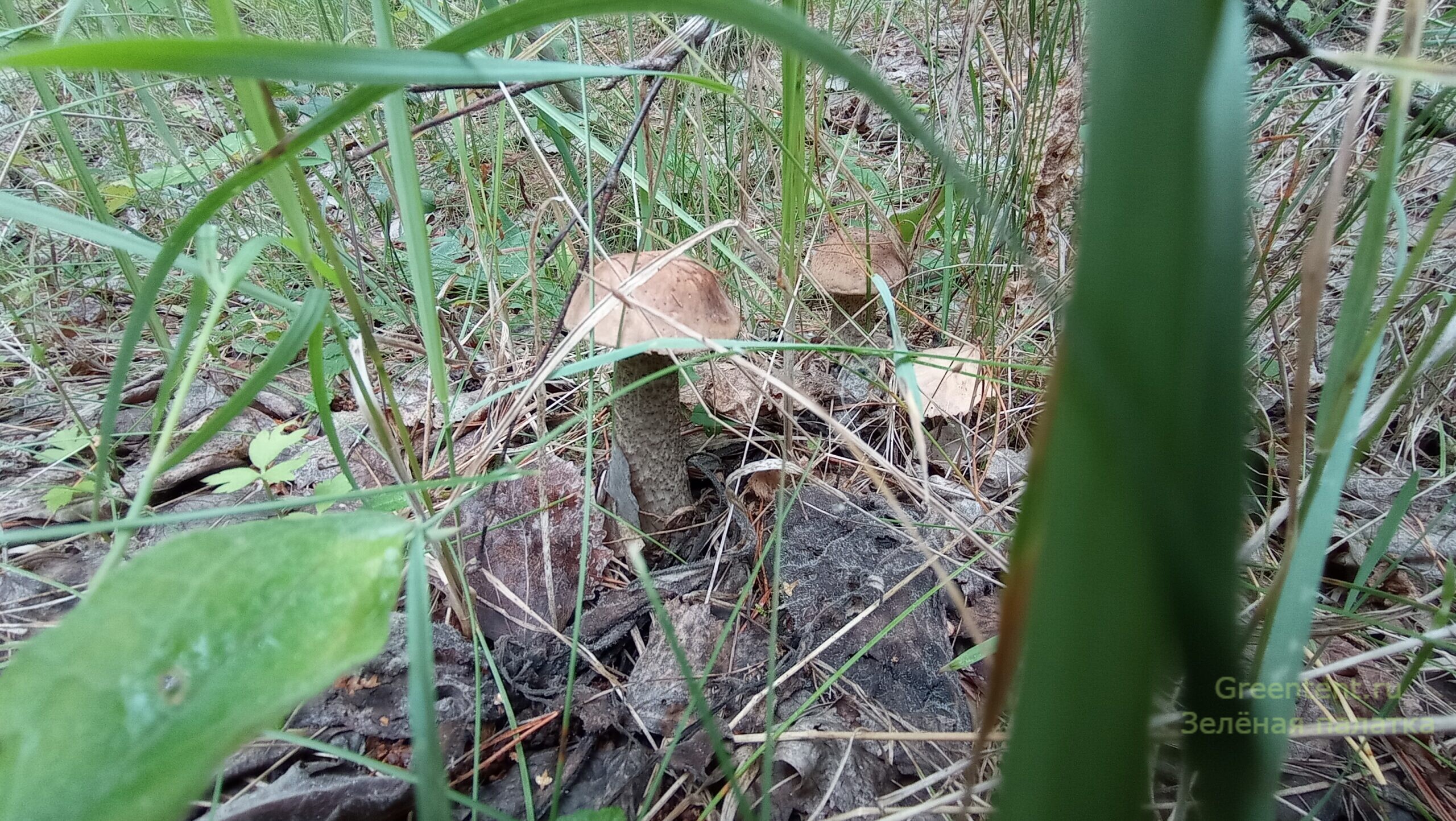 собирать грибы тихая охота грибные места лес природа отдых