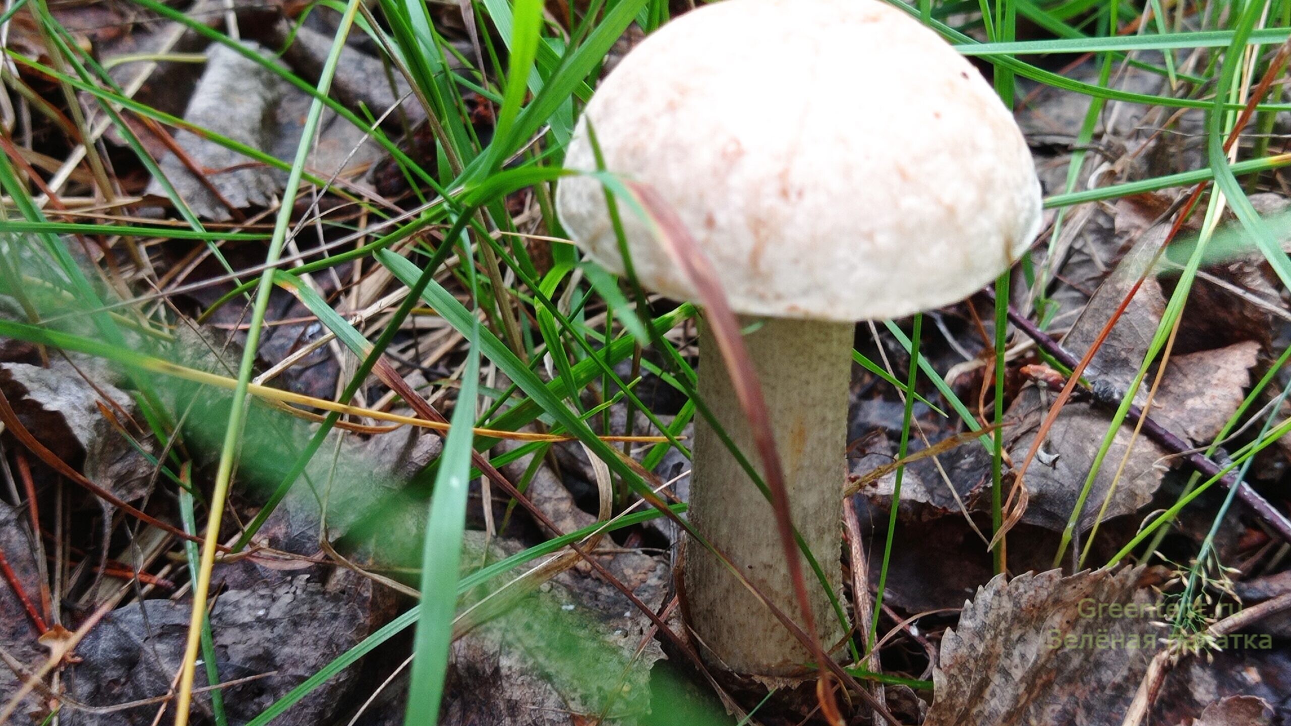 собирать грибы тихая охота грибные места лес природа отдых красавец
