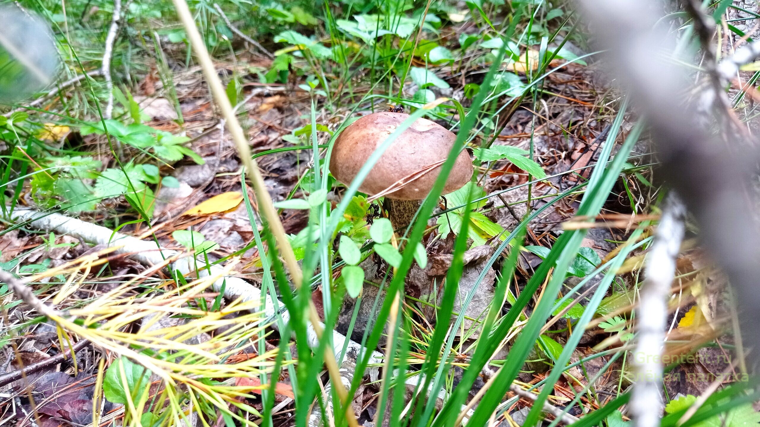 собирать грибы тихая охота лес природа отдых