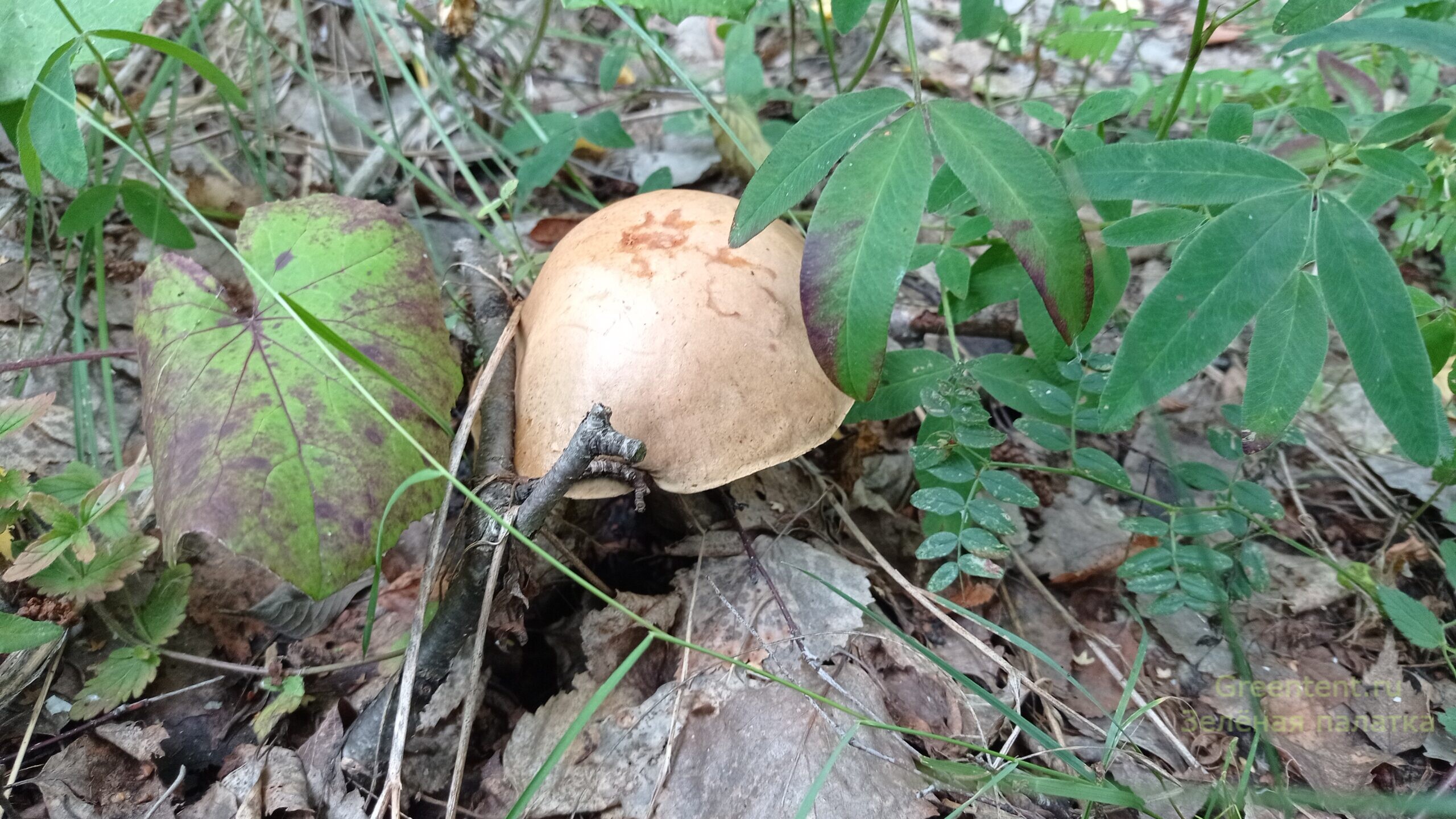 собирать грибы тихая охота лес природа отдых спрятался