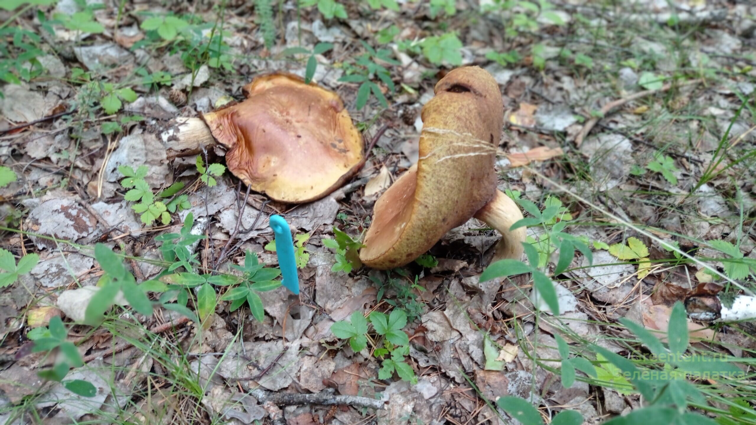 собирать грибы тихая охота гриб гигант лес природа отдых