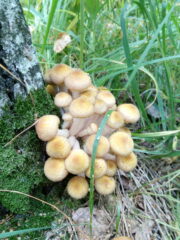 тихая охота собирать грибы опята тюменская область