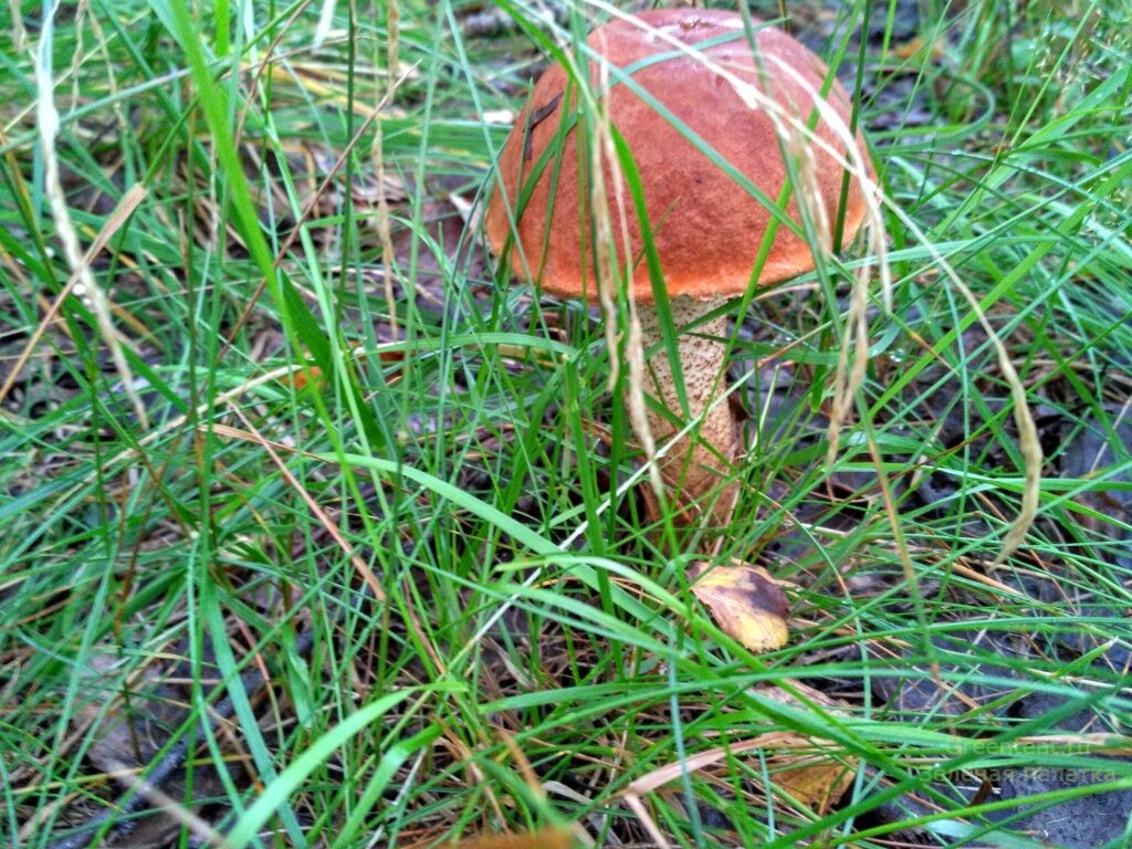 тихая охота грибы подосиновик тюменская область лес