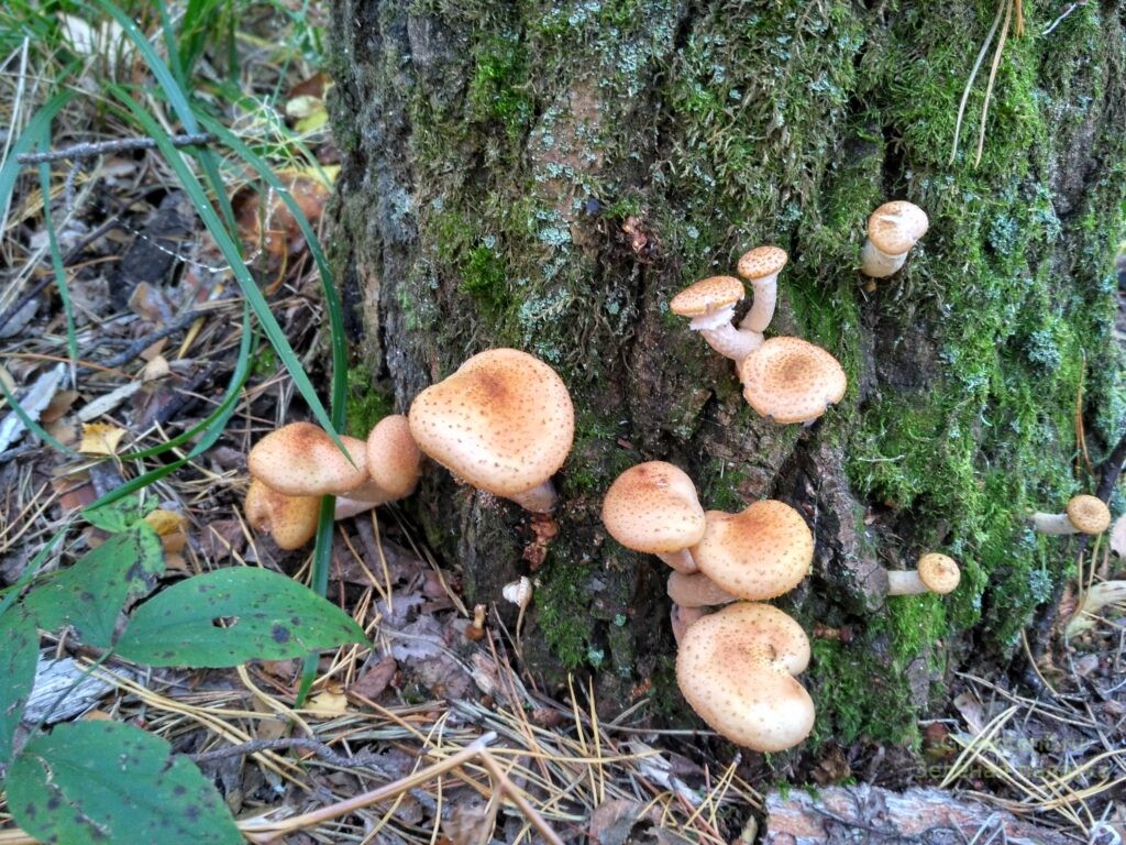 тихая охота грибы опята тюменская область лес