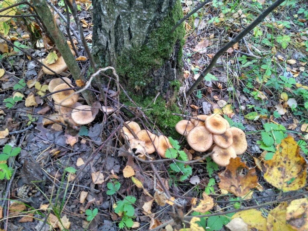 тихая охота грибы опята тюменская область лес
