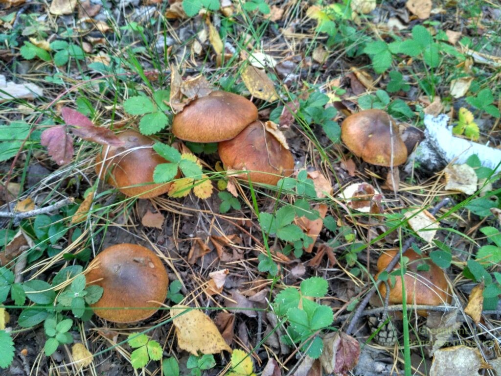 тихая охота грибы маслята тюменская область лес